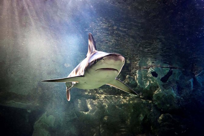 Hunstanton SEA LIFE Sanctuary General Admission Ticket - Your Ticket and Timing: What 1.5–2 Hours Feels Like