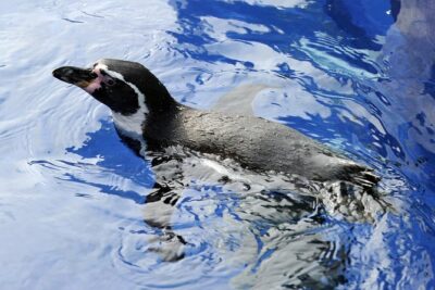 Hunstanton SEA LIFE Sanctuary General Admission Ticket - Otter River: Smartie, Twix, and Yorkie