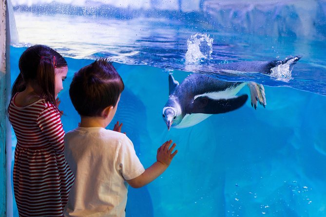 Hunstanton SEA LIFE Sanctuary General Admission Ticket - Amazonia Rivers: Hot Rainforest Zones and Up-Close Predators