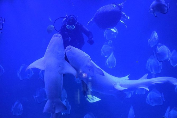 Hurghada Grand Aquarium Tour with Hotel Transfer – Hurghada - Key points to know before you go