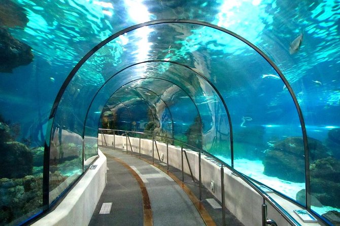 Hurghada Grand Aquarium Tour with Hotel Transfer – Hurghada - Who should book this Grand Aquarium transfer tour