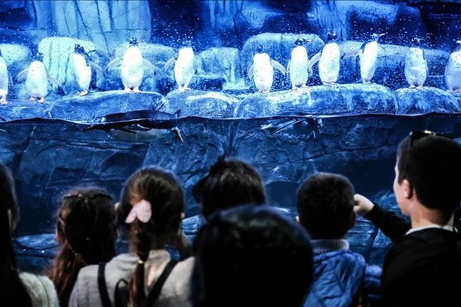Istanbul Aquarium and Aqua Florya Independent Shopping Trip - The basic idea: aquarium plus mall time, done by coach