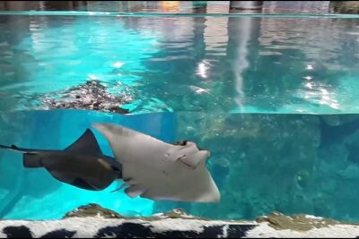 Istanbul Aquarium and Aqua Florya Independent Shopping Trip - The ride to Aqua Florya: easy, air-conditioned, and timed