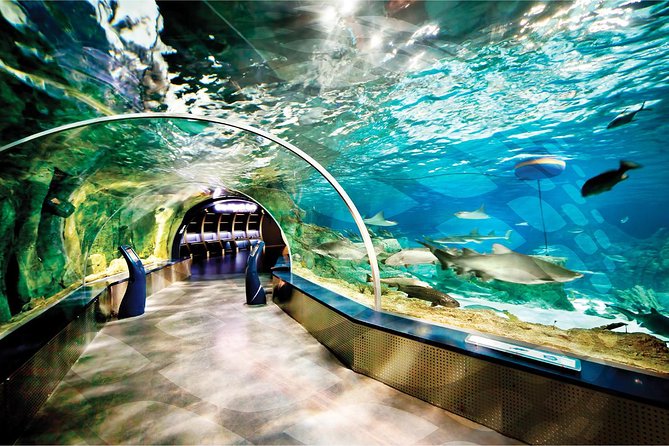 Istanbul Aquarium and Aqua Florya Independent Shopping Trip - The optional 5D cinema: worth it if you want extra energy