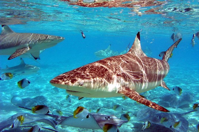 Istanbul Aquarium and Aqua Florya Independent Shopping Trip - Who this tour fits best (and who might be disappointed)