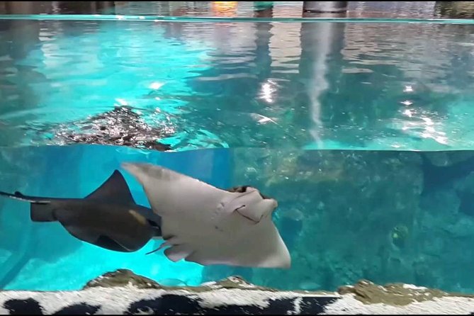 Istanbul Aquarium and Aqua Florya Independent Shopping Trip - The ride to Aqua Florya: easy, air-conditioned, and timed