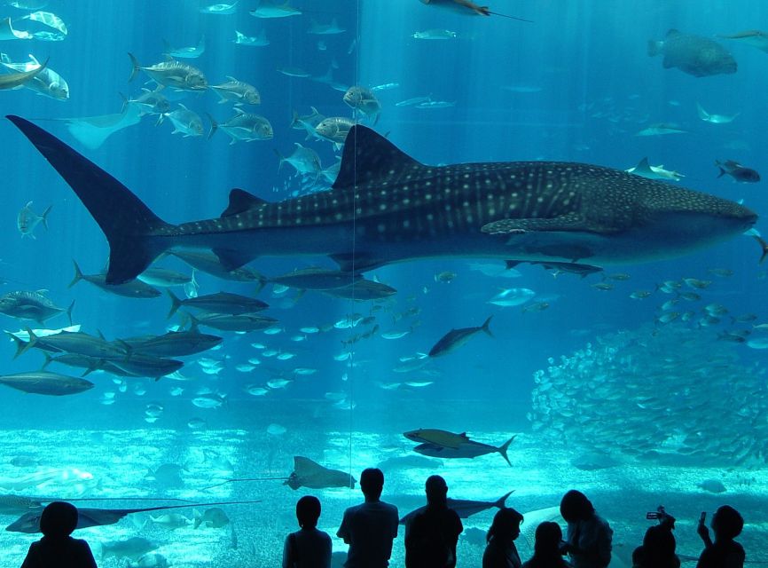 Istanbul Aquarium and Aqua Florya Shopping Mall Tour - Why the Amazonian Forest and Penguin Area Are the Standouts