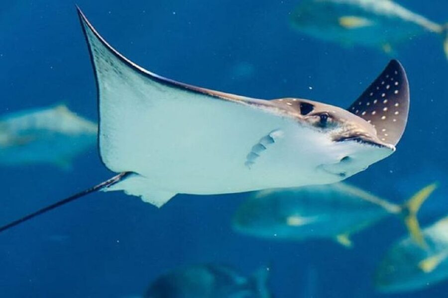 Istanbul Aquarium and Aqua Florya Shopping Mall Tour - Aqua Florya Mall Free Time: Where the Trip Turns into Personal Choice