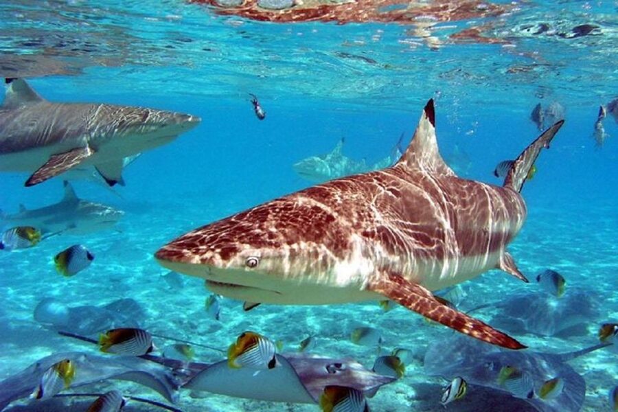 Istanbul Aquarium and Aqua Florya Shopping Mall Tour - Price and Value: Is $177 a Fair Deal for Five Hours?