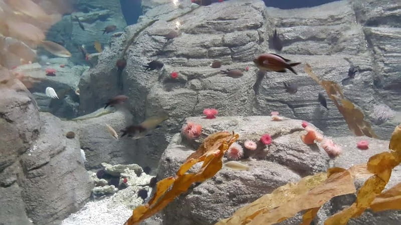 Istanbul: Aquarium Ticket and Round Trip Shuttle from Taksim - Key highlights that make this ticket worth your time