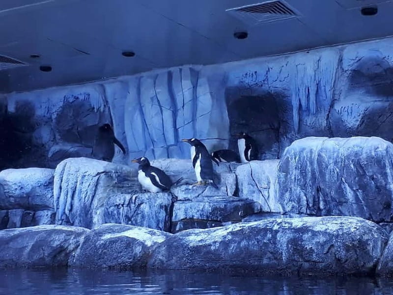 Istanbul: Aquarium Ticket and Round Trip Shuttle from Taksim - Why This Aquarium Combo Works: Shuttle From Taksim + Skip-the-Line