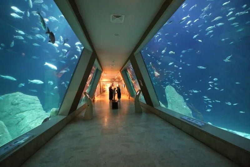 Istanbul: Aquarium Ticket and Round Trip Shuttle from Taksim - Entering Fast: Separate Entrance and the 1.2 km Route