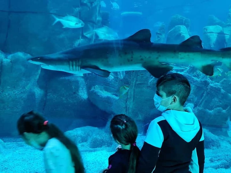 Istanbul: Aquarium Ticket and Round Trip Shuttle from Taksim - Getting to the Aquarium From Taksim Square Without Losing Your Day