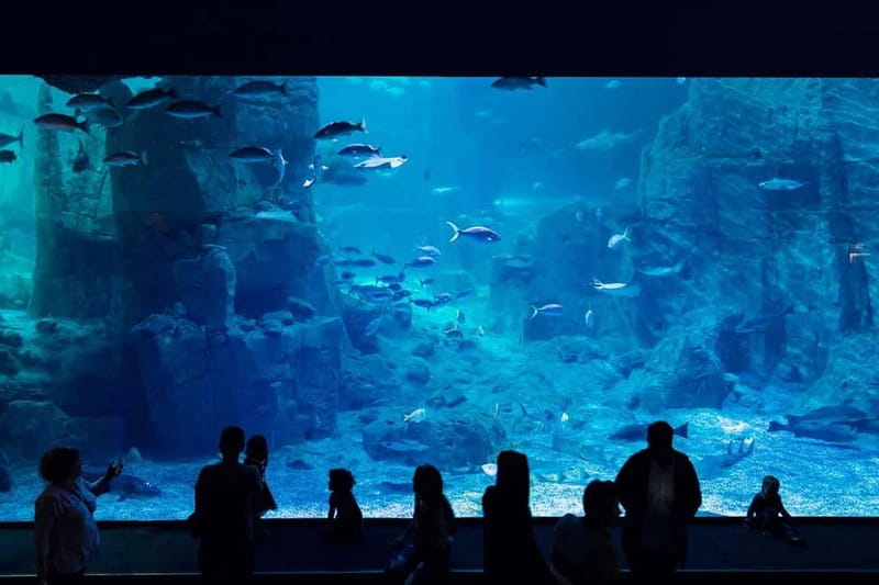 Istanbul: Aquarium Ticket with Shuttle Bus from Sultanahmet - Key Things to Know Before You Go