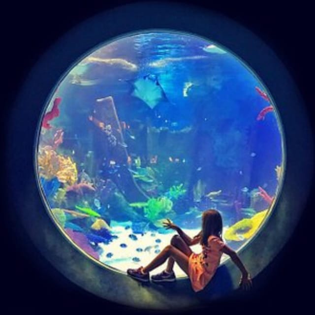 Istanbul: Aquarium Ticket with Shuttle Bus from Sultanahmet - Price and Value: Is $31 a Smart Choice from Sultanahmet?