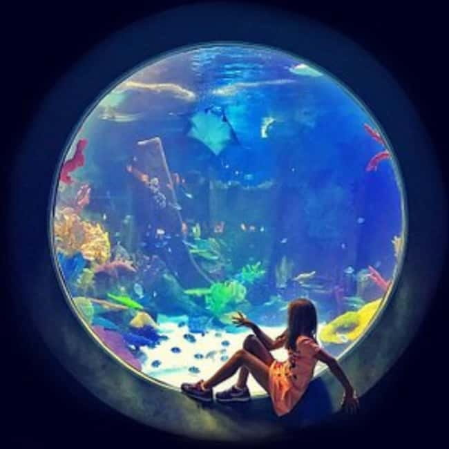 Istanbul: Aquarium Ticket with Shuttle Bus from Sultanahmet - The Real Logistics: Meeting Point, English Host, and What to Do If Something Feels Off