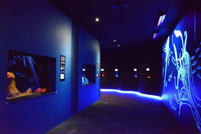 Kagoshima Aquarium Admission Ticket - Key highlights worth centering your day