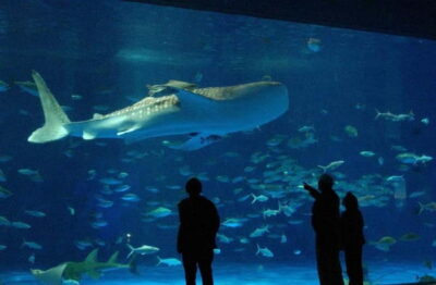 Kagoshima Aquarium Admission Ticket - The whale shark tank: your first must-see moment