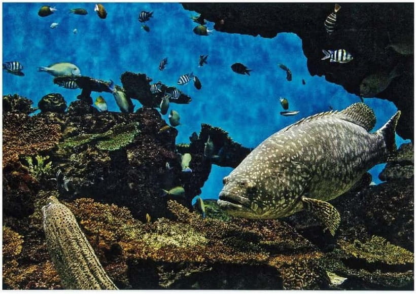 Kagoshima Aquarium Admission Ticket - Kinko Bay and Sakurajima views: the sightseeing bonus built in
