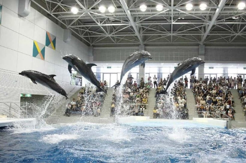 Kagoshima Aquarium Admission Ticket - Who this is best for (and who should adjust expectations)
