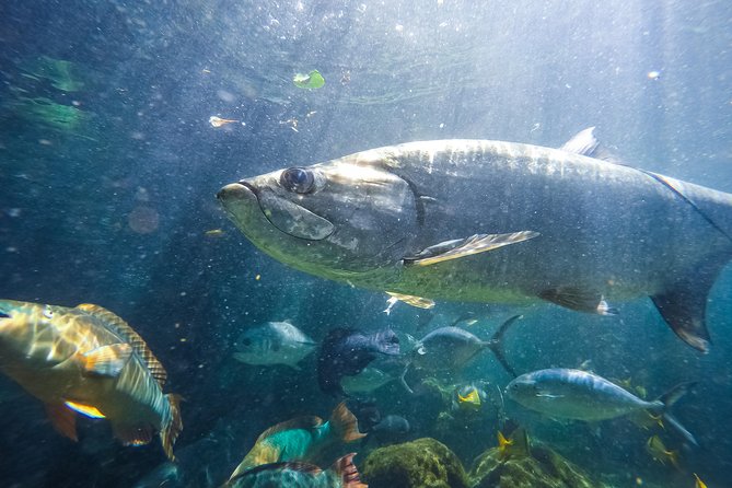 Key West Aquarium Admission - Sea turtle conservation and stingray feeding