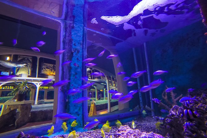 Key West Aquarium Admission - Other exhibits you can look for (and what to expect)