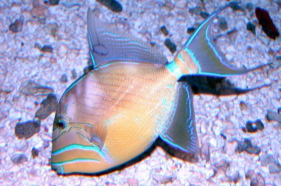 Key West Aquarium Tickets - Exhibit time: marine life from eels to parrotfish