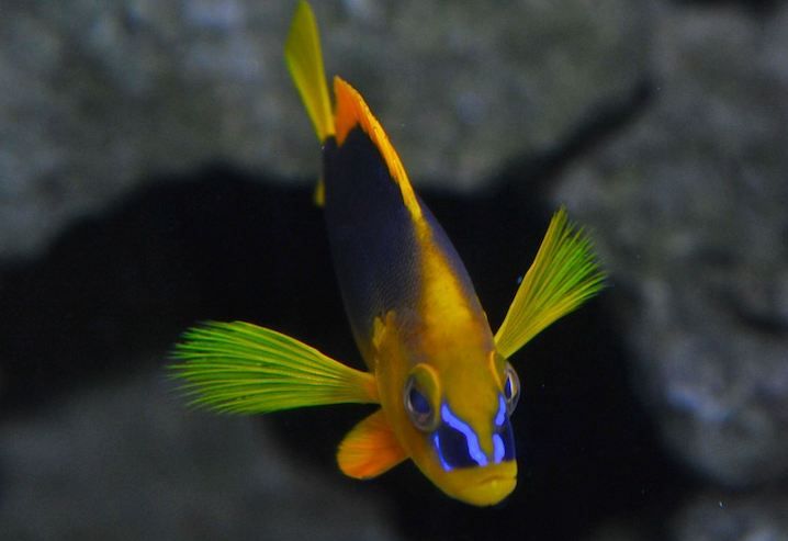 Key West Aquarium Tickets - Touch Tank: hold a starfish without the sea spray