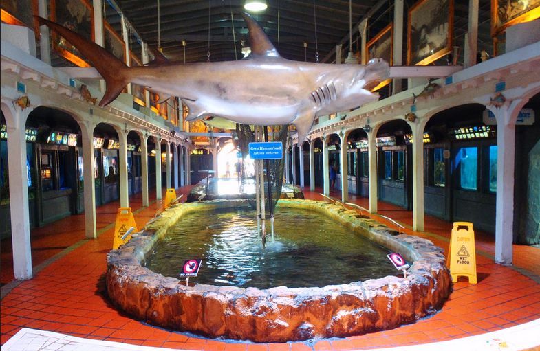 Key West Aquarium Tickets - The guides and what you actually learn