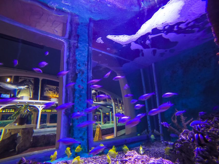 Key West Aquarium Tickets - Value check: is $22 per person worth it?