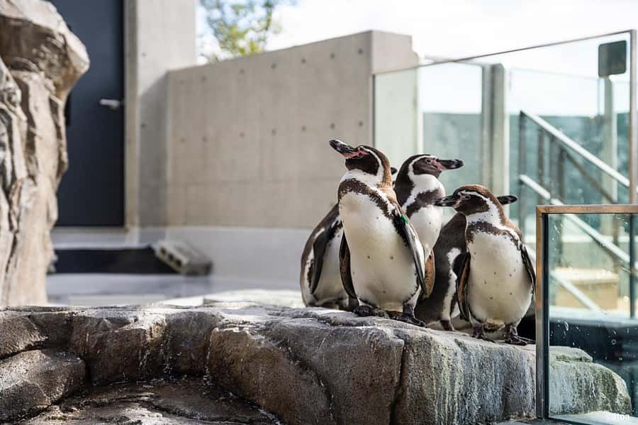 Kobe: Urban Aquarium AQUARIUM×ART átoa Entry Ticket - Who should go to Atoa Aquarium in Kobe