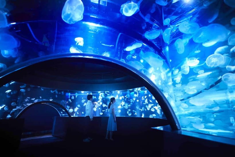 Kyoto Aquarium Admission Ticket - Penguins with personality: don’t rush the small moments