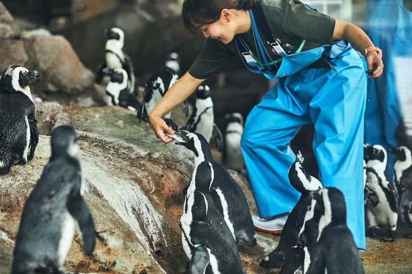 Kyoto Aquarium Admission Ticket - Dolphin performances: agility you can feel in your body
