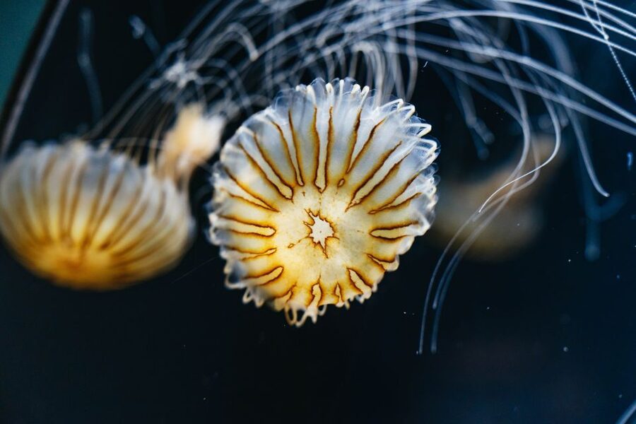 LA: Aquarium of the Pacific Skip-the-Line Entry - Getting the Most Out of a Self-Guided Day