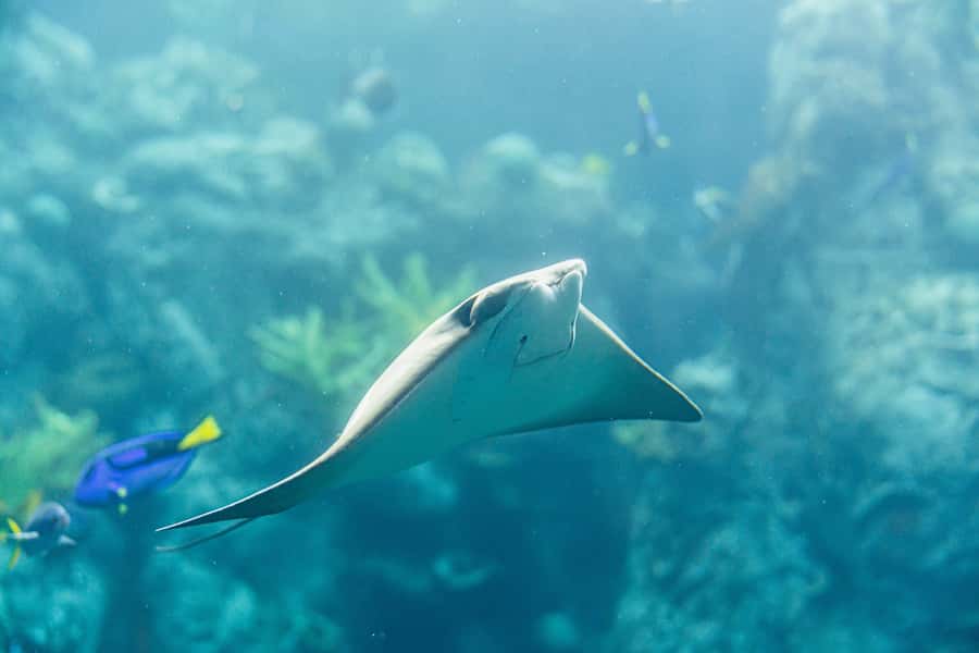 LA: Aquarium of the Pacific Skip-the-Line Entry - Skip-the-Line Access and Getting Your Day Started Fast