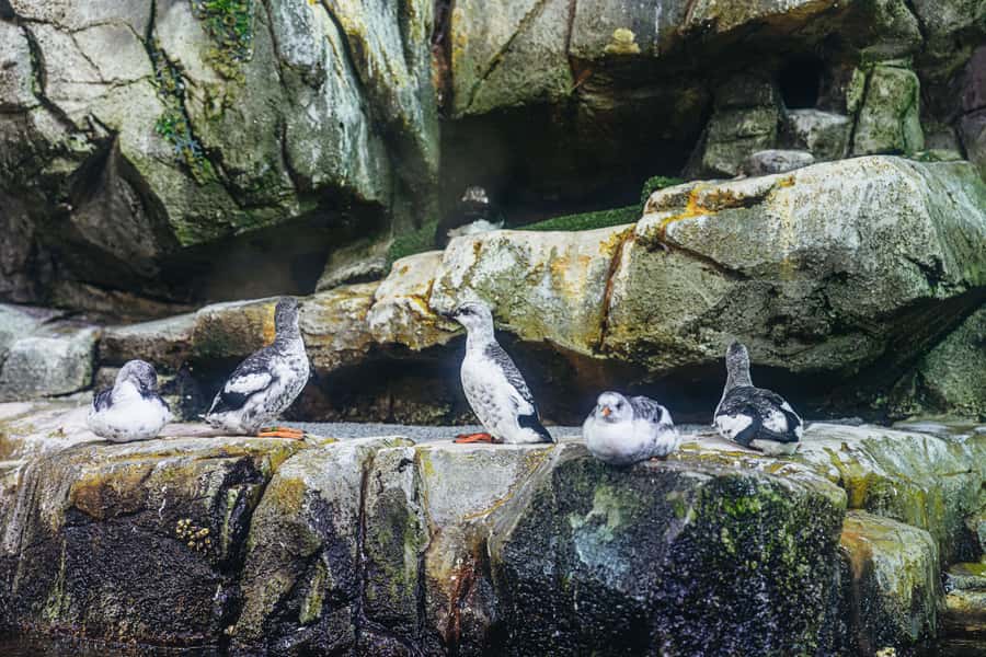 LA: Aquarium of the Pacific Skip-the-Line Entry - June Keyes Penguin Habitat for Magellanic Penguin Time
