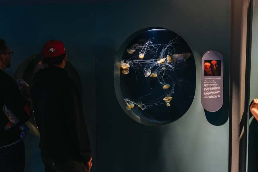 LA: Aquarium of the Pacific Skip-the-Line Entry - Touch Areas, Animal Care Moments, and Family-Friendly Flow
