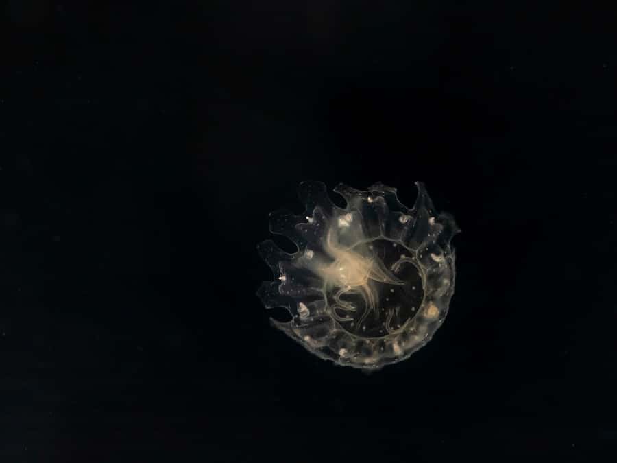 LA: Aquarium of the Pacific Skip-the-Line Entry - Price and Value: Is $44 Worth a Full-Day Aquarium Ticket?