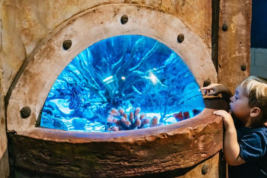 Lanzarote: Aquarium Entry Ticket - Canary Islands sea zone, tropics, and freshwater: a tour of habitats