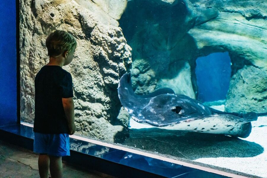 Lanzarote: Aquarium Entry Ticket - Turtle Rehabilitation Center: the conservation layer you shouldn’t skip