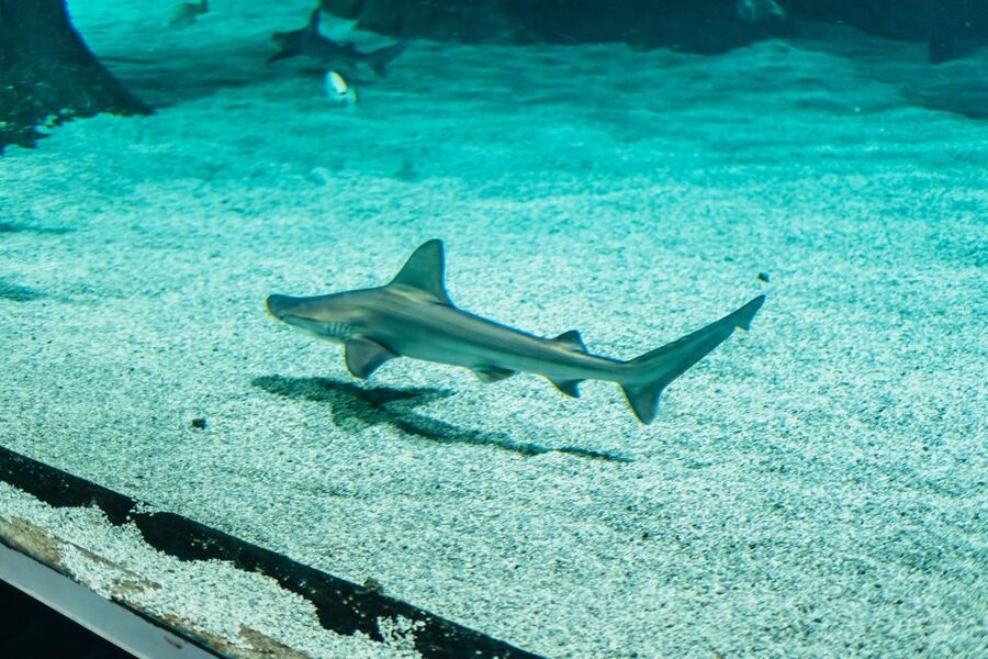 Lanzarote: Aquarium Entry Ticket - Feeding times: the easiest way to make your ticket feel longer