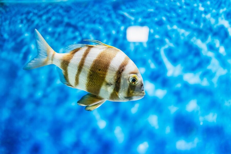 Lanzarote: Aquarium Entry Ticket - The underwater tunnel experience: seeing sharks close up