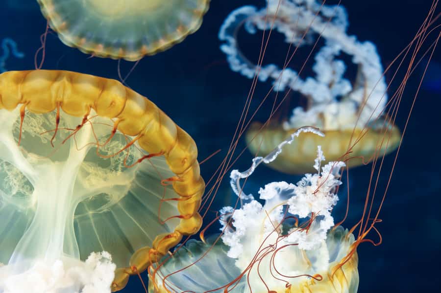 Las Vegas: Shark Reef Aquarium Entry Ticket - Key Highlights to Focus On