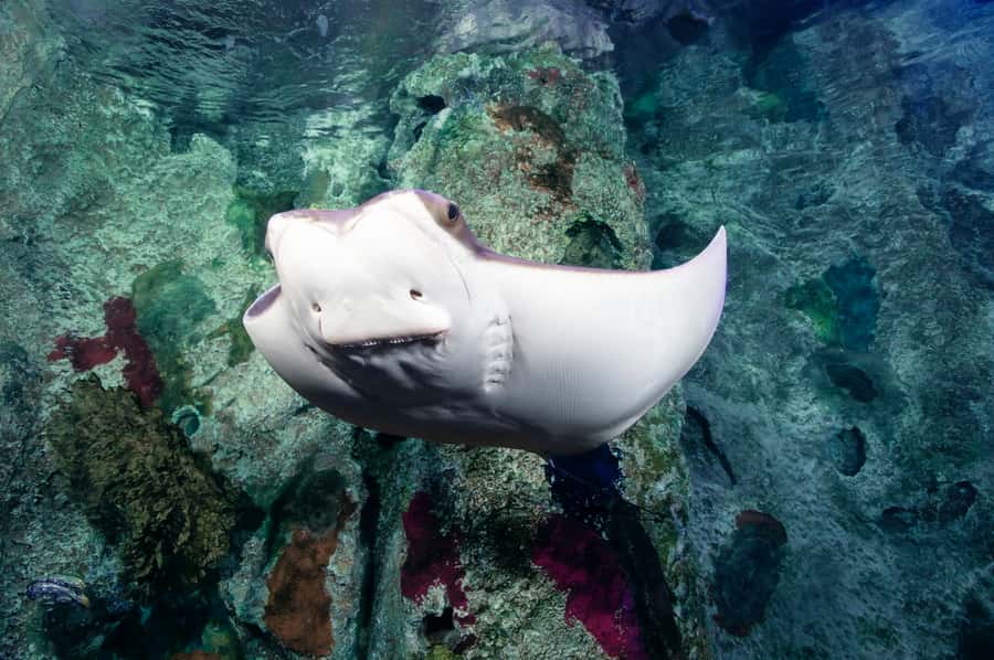 Las Vegas: Shark Reef Aquarium Entry Ticket - Price and Value Versus the Short Visit You Should Expect