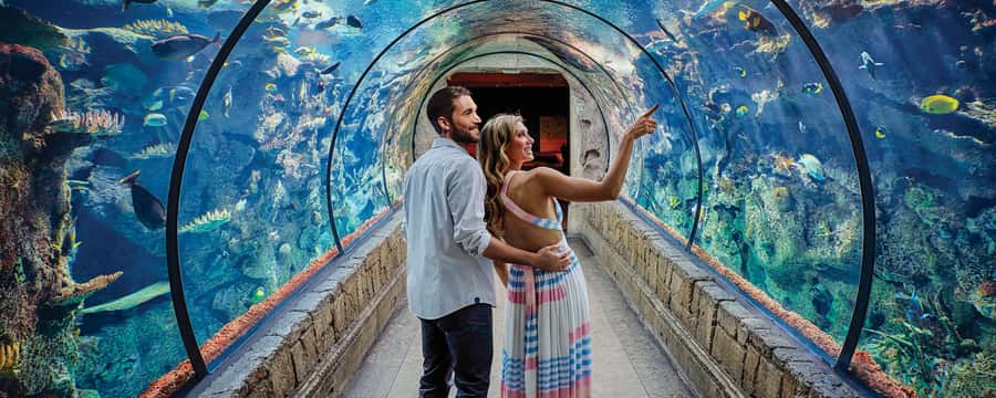 Las Vegas: Shark Reef Aquarium Entry Ticket - Shark Reef at Mandalay Bay: What $29 Gets You