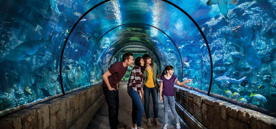 Las Vegas: Shark Reef Aquarium Entry Ticket - 360° Tunnel and the Shipwreck Exhibit: The Main Event