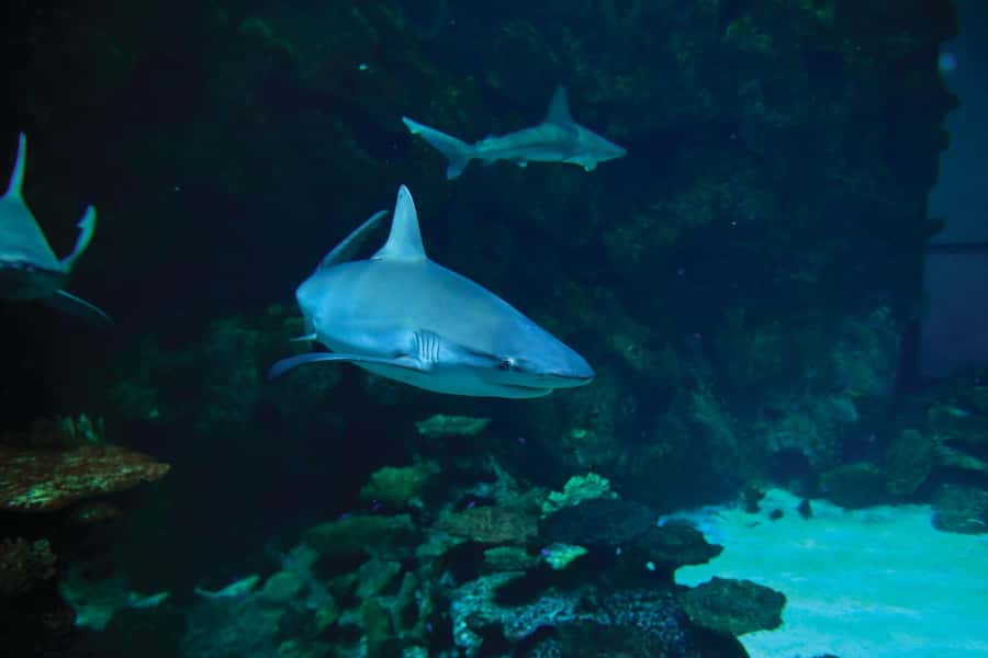 Las Vegas: Shark Reef Aquarium Entry Ticket - Jellyfish, the Ruins Scene, and How the Layout Affects Your Time