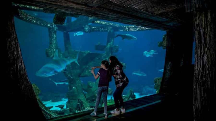 Las Vegas: Shark Reef Aquarium Entry Ticket - Touch Pool With Stingrays and Horseshoe Crabs: Worth the Wait