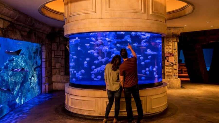 Las Vegas: Shark Reef Aquarium Entry Ticket - Undersea Explorer VR Experience: Swim With Sharks and Dive With Whales