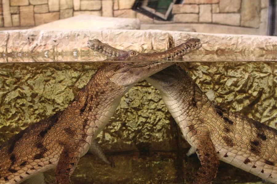 Las Vegas: Shark Reef Aquarium Entry Ticket - Wheelchair Accessibility and Kid-Friendly Rules